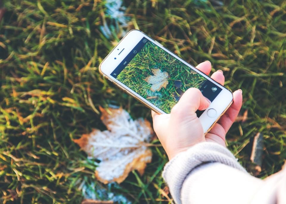 Mão segurando um celular para fotografar uma folha seca de perto